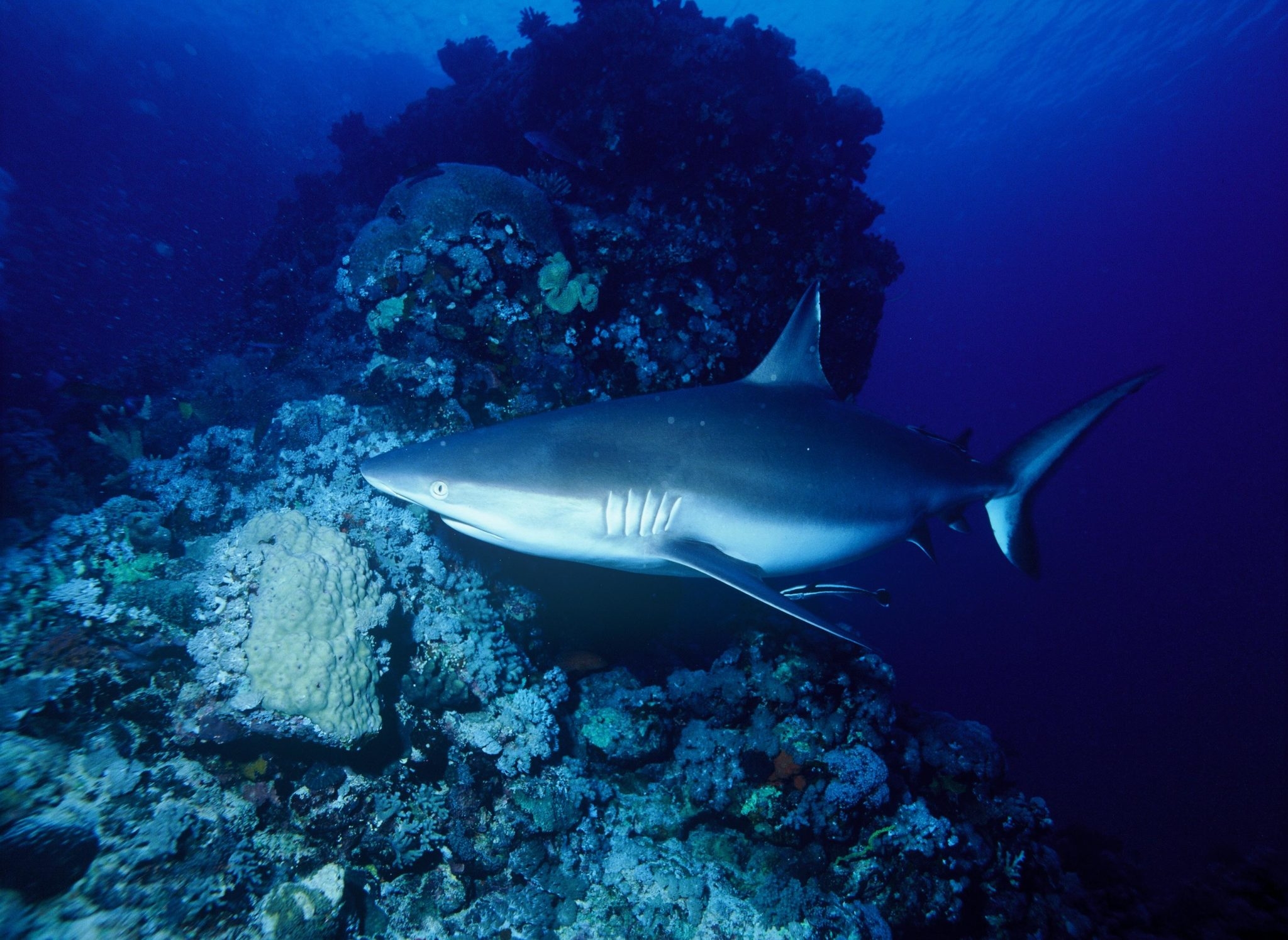 Grey Sharks’ Unusual Contribution to Reef Environments | The Daily Nexus