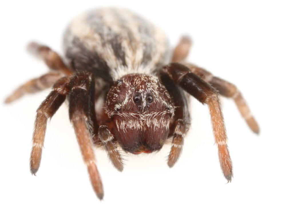 African Social Spiders Demonstrate How Group Dynamics Influence Success
