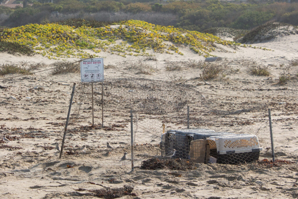 Back From the Brink 20 Years of Snowy Plover Conservation at Coal Oil