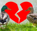 ducks breaking up